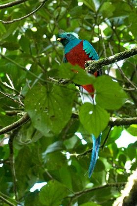 Quetzal in Volcan, Panama – Best Places In The World To Retire – International Living
